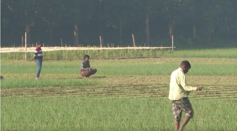 নাটোর টিএসপি সার উধাও, ফসল নিয়ে কৃষকের মাথায় হাত