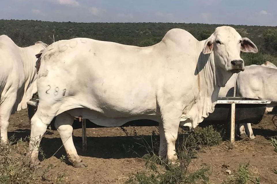 যে কারণে দেশে ব্রাহম...